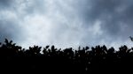 Silhouette Hedge In The Cloudy Day Stock Photo