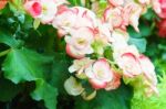 White Pink Begonia Flower In Garden Stock Photo