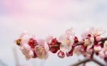 Cherry Blossom With Soft Focus, Sakura Season Background Stock Photo