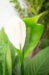 White Calla Lily Flower On Green Leaves Background Stock Photo