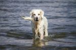 Cute Wet White Dog Playing In The Water Stock Photo