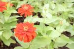 Red Zinnia Flower On Green Plant Stock Photo