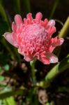 Torch Ginger ( Etlingera Elatior ) Stock Photo