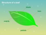 Structure Of A Leaf Stock Photo