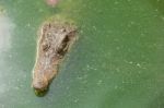 Crocodile Breeding Farm In Siem Reap, Cambodia Stock Photo