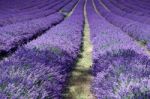 Lavender Field In Banstead Stock Photo