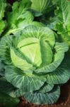 Close Up Green Fresh Cabbage Leaves In Organic Vegetable Plantation Green House Stock Photo