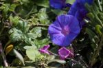 Mallow-leaved Bindweed (convolvulus Althaeoides) Stock Photo