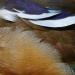 Mandarin Duck Feathers Stock Photo