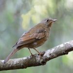 Female Grey-winged Blackbird Stock Photo