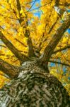 Yellow Ginkgo Tree In Nami Island, Korea Stock Photo