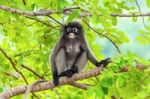 Dusky Leaf Monkey Or Trachypithecus Obscurus On Tree Stock Photo