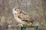 Eagle Owl Stock Photo