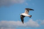 Seagull In The Sky Stock Photo