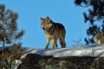 Gray Wolf Stock Photo