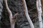 Fuengirola, Andalucia/spain - July 4 : Red-whiskered Bulbul (pyc Stock Photo