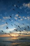 Bird Over Sea On Morning Time Stock Photo