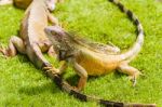 Iguanas At The Iguana Park In Downtown Of Guayaquil, Ecuador Stock Photo