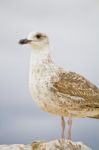 Seagull Bird In The City Docks Stock Photo