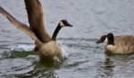 Beautiful Isolated Photo Of A Wild Canada Goose Running Away From Its Rival Stock Photo