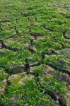 Green Grass On Cracked Earth Stock Photo