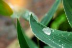 Water Drops On Leaves In Rainy Season Stock Photo