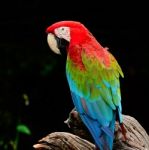 Greenwinged Macaw Stock Photo