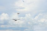 Pigeon Flies In The Blue Sky In A Sunny Day Stock Photo