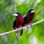 Black-and-red Broadbil Stock Photo