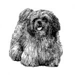 Lhasa Apso Hand Drawn Stock Photo