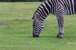 The Beautiful Close-up Of A Zebra Stock Photo