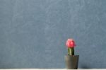 Blooming Cactus With Dark Blue Background Stock Photo