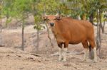 Female Banteng Isolated Stock Photo