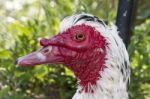 Muscovy Duck Bird Stock Photo