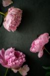 White And Pink Flower On The White Wooden Table Stock Photo