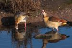 Egyptian Geese (alopochen Aegyptiacus) Stock Photo