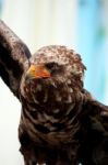 Young Bateleur Eagle Stock Photo