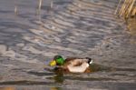 Male Mallard (anas Platyrhynchos) Stock Photo