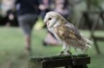 Barn Owl (tyto Alba) Stock Photo