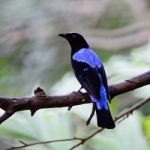 Male Asian Fairy Bluebird Stock Photo