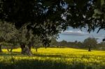 Almond Orchard In A Field Of Yellow Flowers Stock Photo