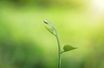 Close Up Creeping Plant Stock Photo