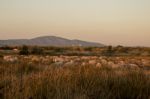 Herd Of Sheep On Nature Stock Photo