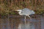 Grey Heron (ardea Cinerea) At The Water's Edge Stock Photo