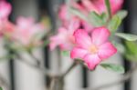 Azalea Flowers Stock Photo