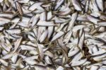 Dried Fish Stock Photo