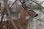 Image With The Deer With The Closed Eyes Stock Photo