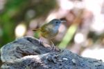 Abbott's Babbler Stock Photo