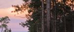 Pine Trees Forest In The Late Afternoon Stock Photo