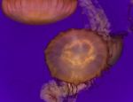 Image Of Two Beautiful Deadly Jellyfishes Swimming Stock Photo